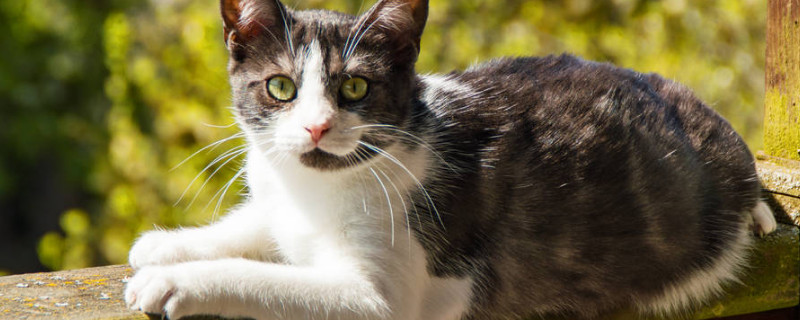 猫咪对花过敏吗