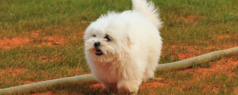 马尔济斯犬为什么会叫