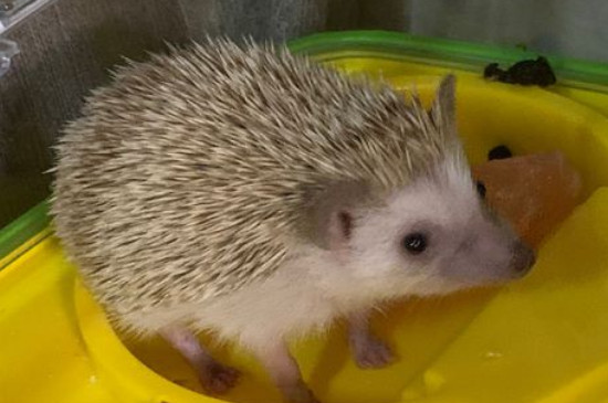 怎么让刺猬定点拉屎