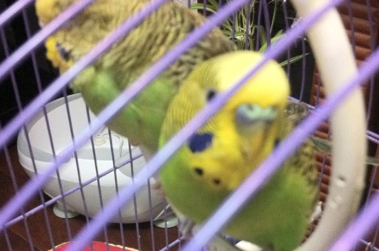 鹦鹉可以晒太阳吗