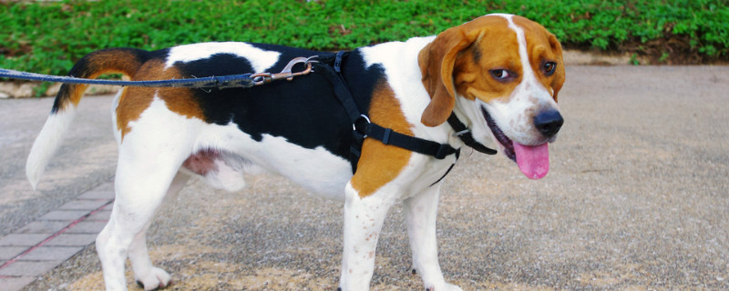 腊肠犬能吃人饭吗