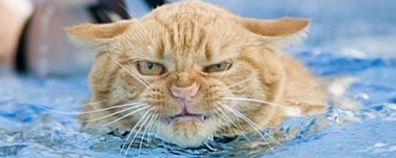 猫咪生气了怎么哄