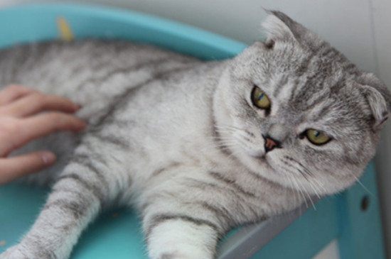 猫生病会出现哪些症状