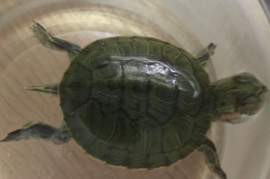 乌龟死了是沉水还是浮着的