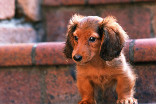 腊肠犬能吃苹果吗