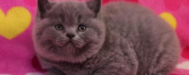 英国短毛猫能吃酸奶吗