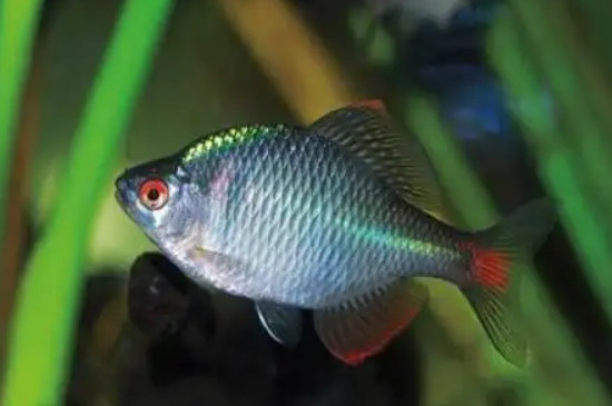 鳑鲏鱼水温多少合适