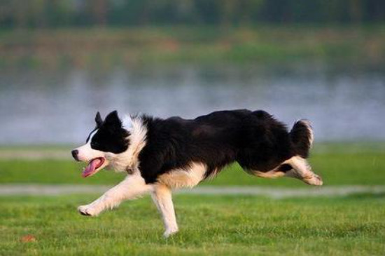 边境牧羊犬怎么看品相