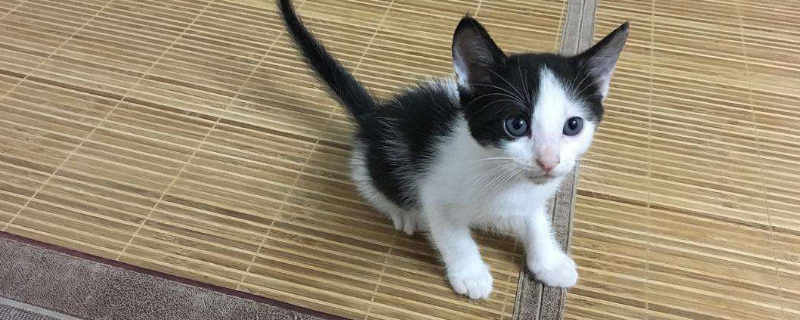 三花猫多大才认主人