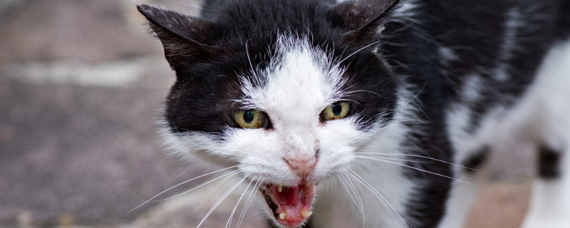 猫咪总咬人怎么纠正