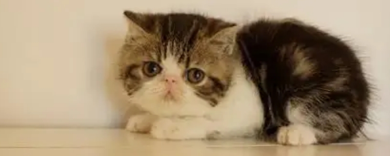 猫毛掉的严重怎么办