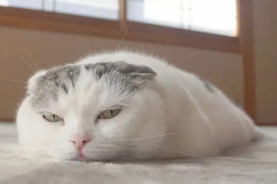 猫咪感冒了怎么办?