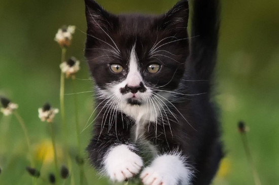 猫口嘴上挂粘液怎么治疗