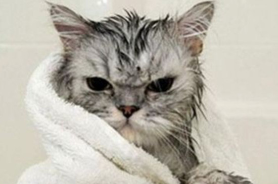 一个月的小猫太脏怎么清理