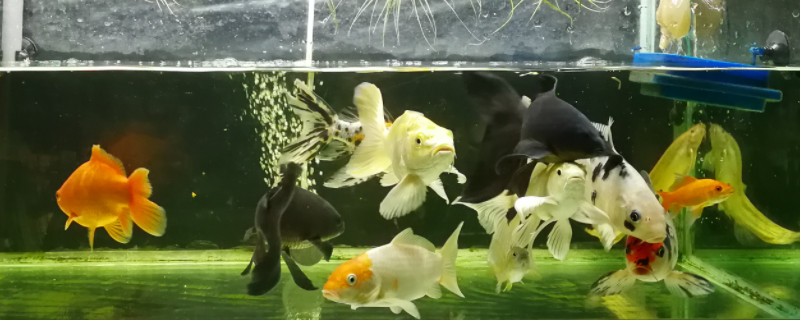 鱼屎怎么快速清理