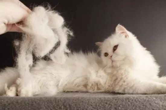 猫一直掉毛很严重什么原因