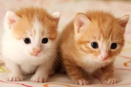 猫开心的表现是什么