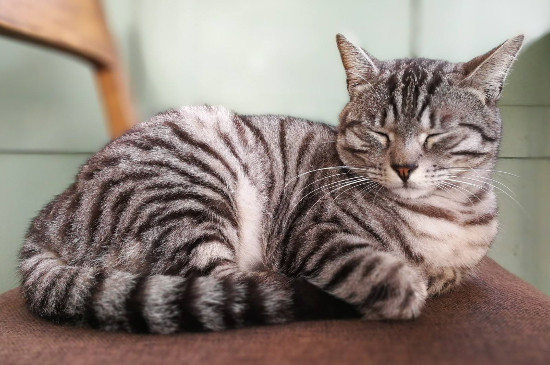 家猫身上有跳蚤怎么办?