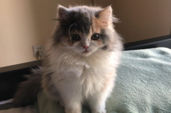 三花猫能活几年