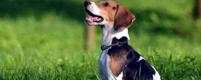 比格猎犬怎么训练大小便