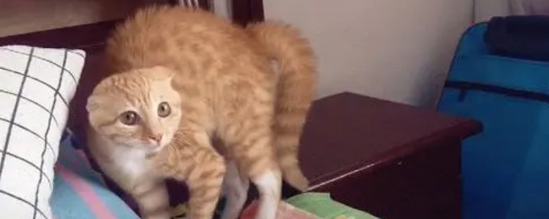 猫咪生小猫时主人要不要帮忙