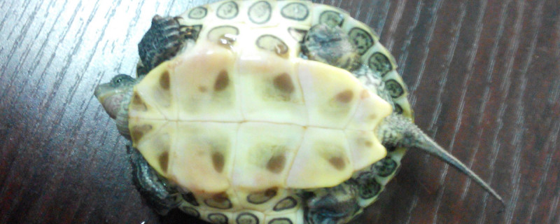 怎么判断乌龟要生蛋