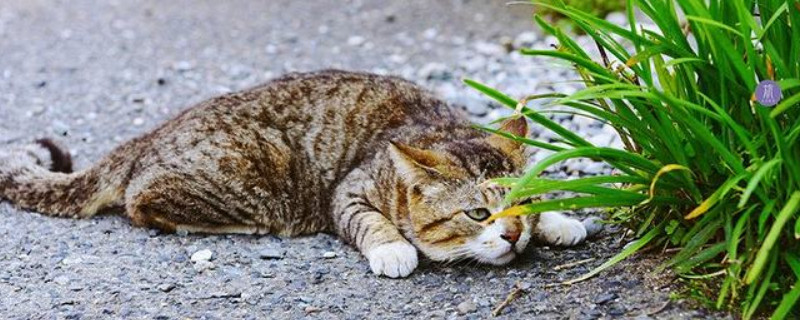猫身上跳蚤怎么彻底去除