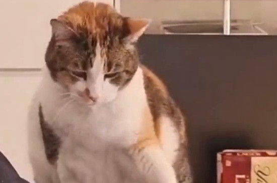 猫嚎春为啥不能打断