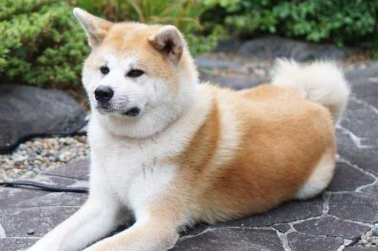 秋田犬怎么养