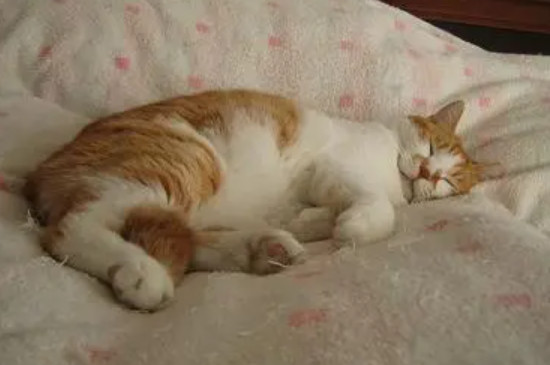猫跑到床上睡觉预示着什么