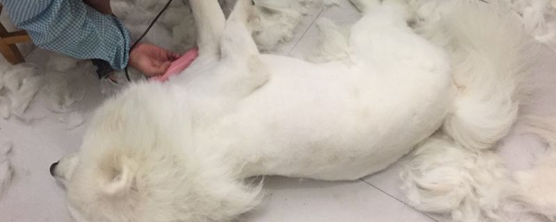 狗狗剃毛有什么危害吗