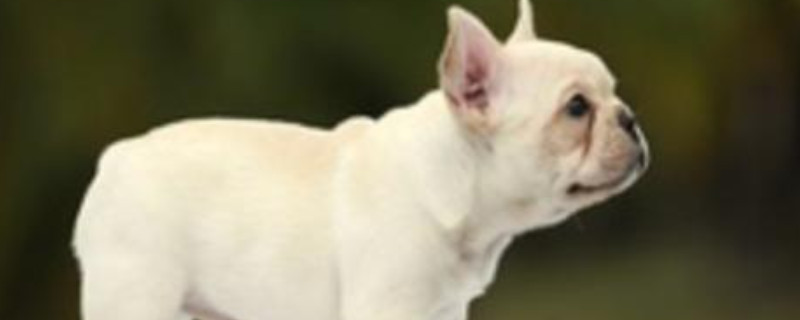 犬的一年等于多少岁
