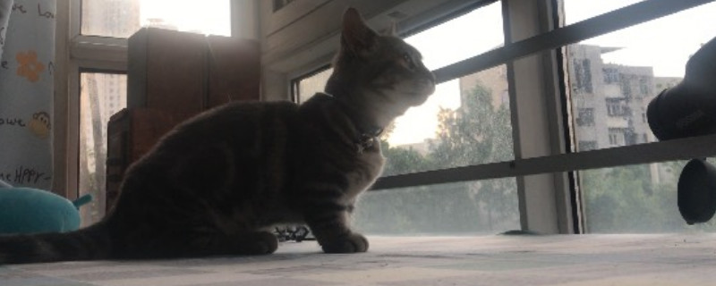 大猫咬小猫是玩耍还是真咬