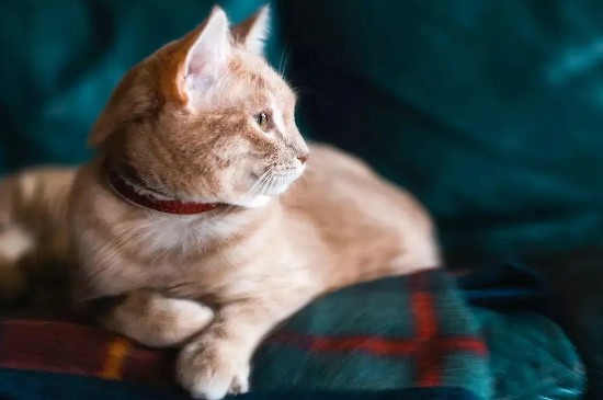 猫毛掉的严重怎么办