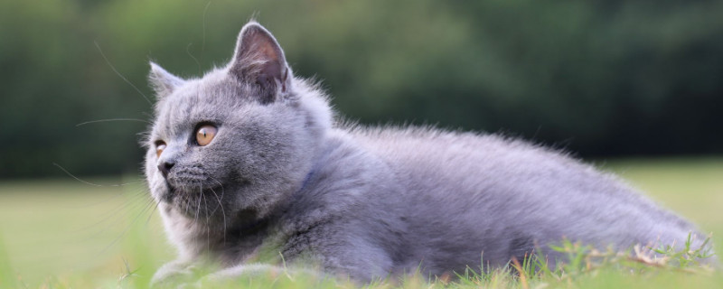猫咪有什么品种