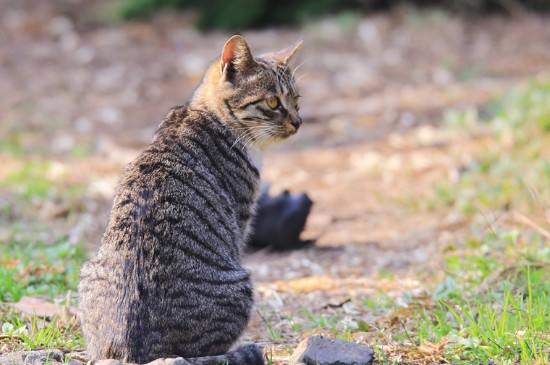 猫知道逗猫棒是主人和他玩吗