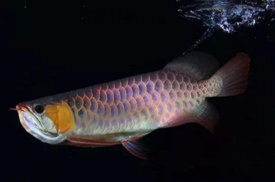 龙鱼翻鳃的原因