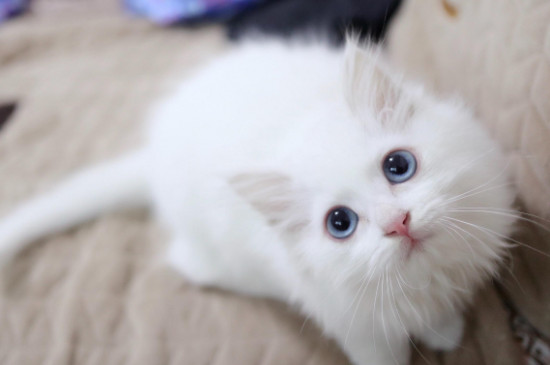 狮子猫幼猫和普通白猫区别