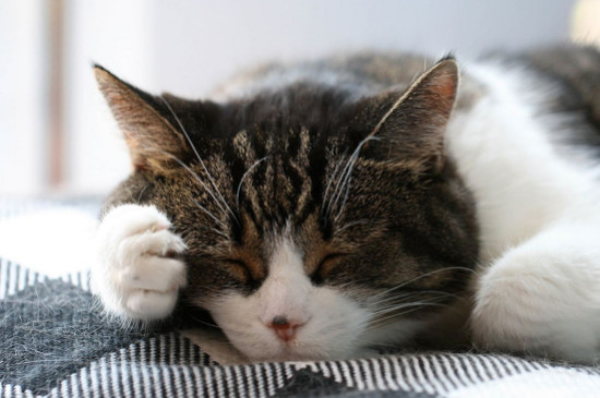 怎样让猫咪变得温顺听话粘人