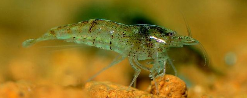 黑壳虾没有藻会饿死吗