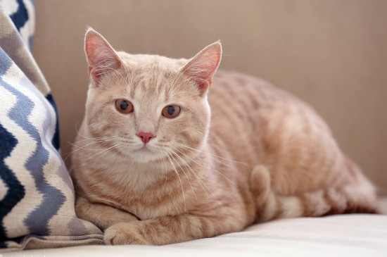 猫能喝牛奶不