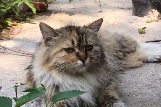 猫眉毛秃了是怎么回事