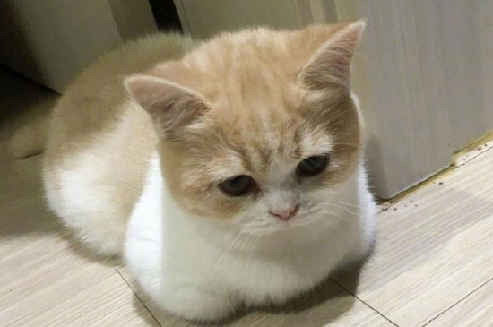 猫会吃蟑螂吗
