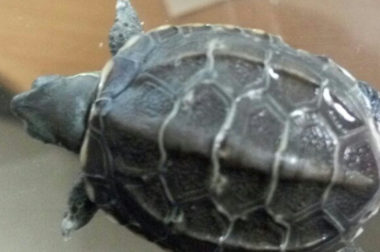 草龟尾巴断了怎么办