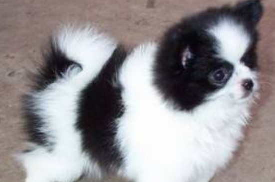 蝴蝶犬怎么看纯不纯