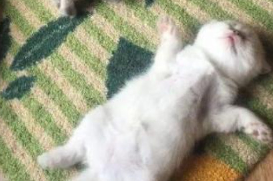 猫咪为什么四脚朝天睡