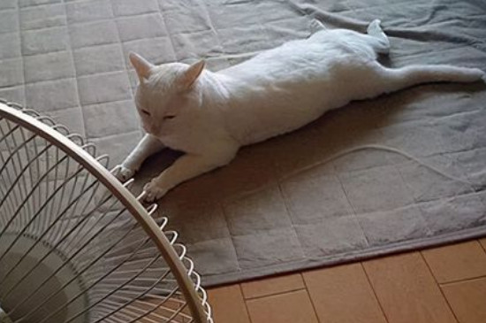 猫可以和人一起吹空调吗