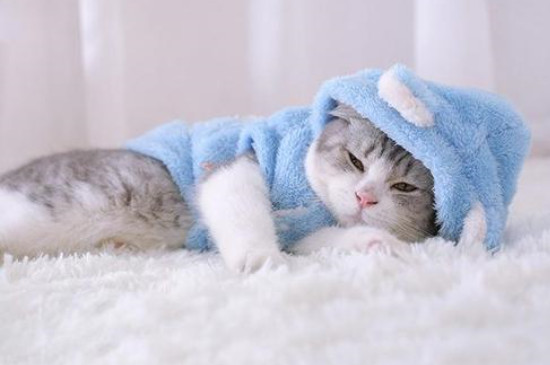 猫热了会吐舌头么