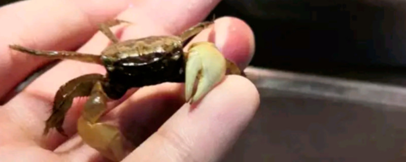 宠物螃蟹多久喂一次