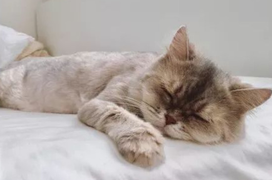 猫咪颅内出血早期表现